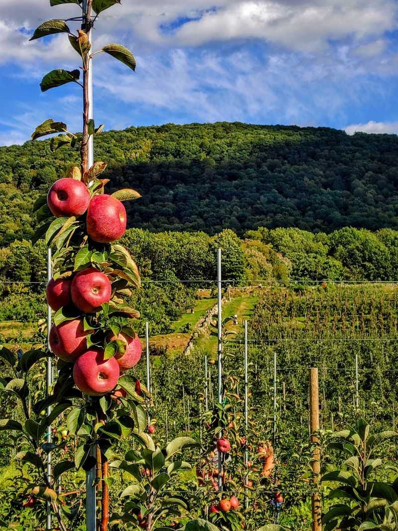 Wilklow Orchards, Highland, NY