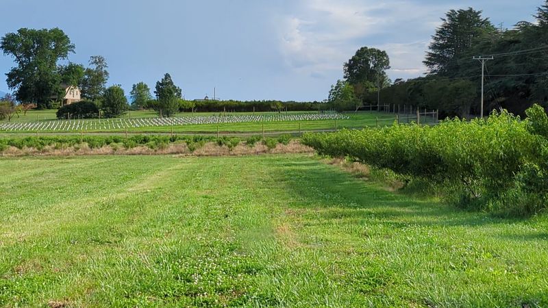 Wine From the Farm's Own Vineyard