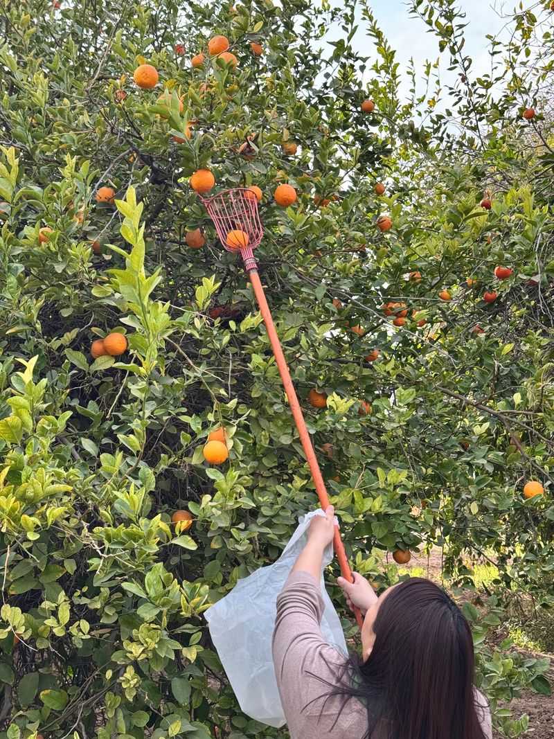 Yuma Area Citrus Stands, Yuma, Arizona
