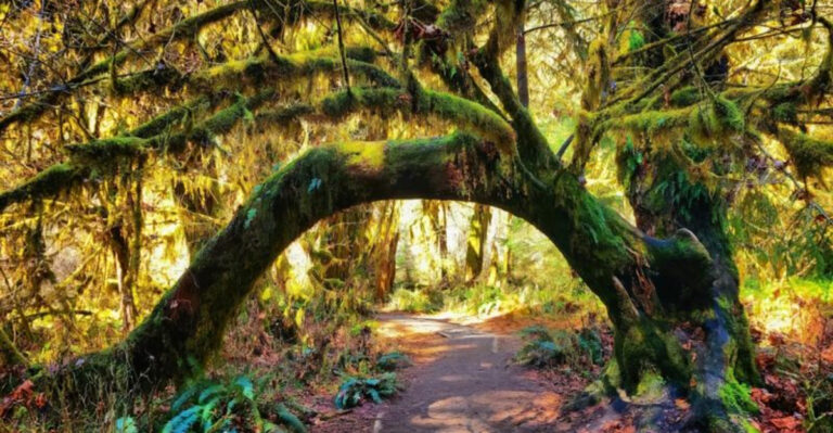 This Washington Trail Feels Like Stepping Straight Into The Pages Of A Fairytale Forest