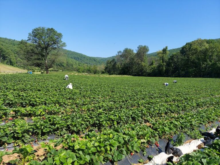 This Quaint Virginia Farm Market Is Worth Driving Hours To Reach