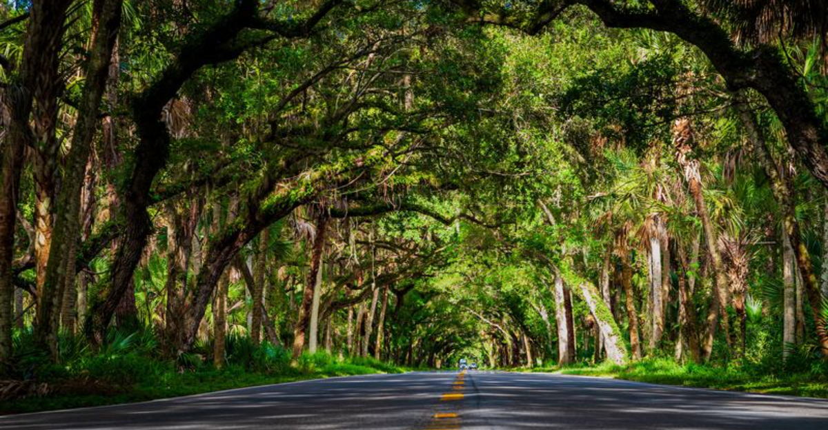 This 12-Mile Tree Tunnel Is One Of Florida’s Most Beautiful Hidden Drives