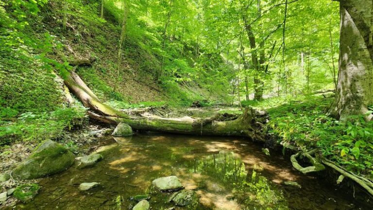 This Easygoing Indiana Forest Loop Winds Past Old-Growth Trees And Feels Straight Out Of A Storybook