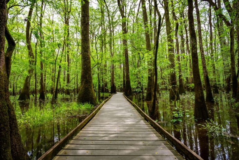 9 Affordable South Carolina Road Trips That Deliver Big Adventures For Less