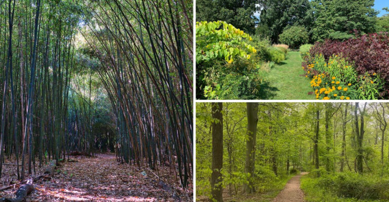 This Hidden New Jersey Bamboo Forest Feels Like A Peaceful Escape To Japan