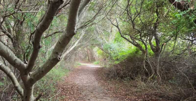 This Hidden Maryland Trail Leads Through One Of The Most Beautiful Tree Tunnels You’ll Ever See