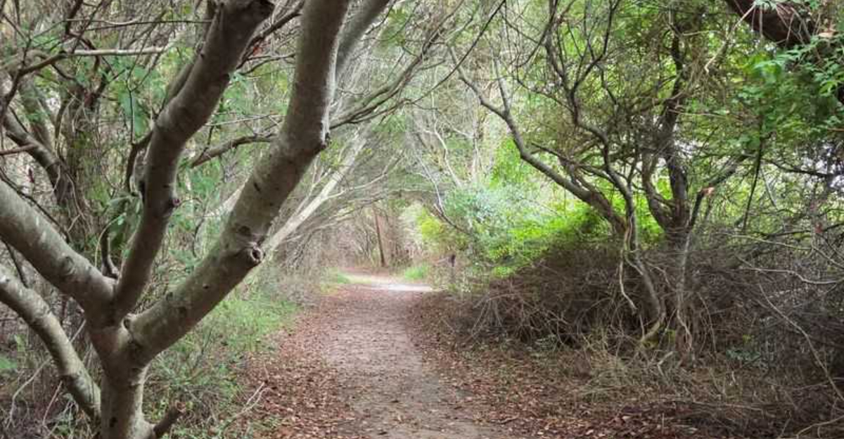 This Hidden Maryland Trail Leads Through One Of The Most Beautiful Tree Tunnels You’ll Ever See
