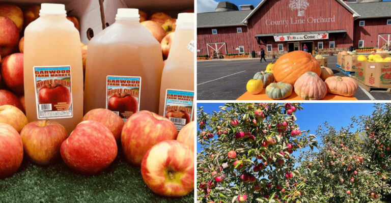 These 7 Indiana Orchards Let You Pick Your Own Apples And Grab A Cider Donut On The Way Out