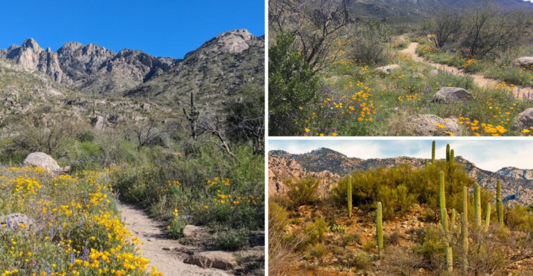 At The Foot Of Arizona’s Santa Catalina Mountains, This State Park Pairs Desert Trails With Sweeping Mountain Views