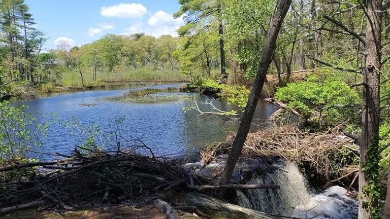 This Enchanting Massachusetts Nature Preserve Feels Like Stepping Into A Fairytale