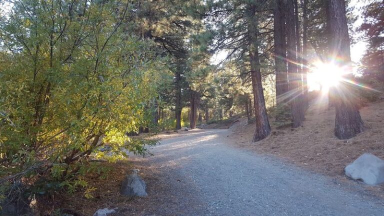 Tucked In The Sierra Foothills, This Nevada Trail Opens Onto A Wildflower Meadow By Summer’s End