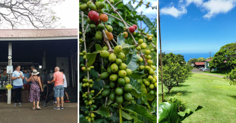 At This Family-Run Kona Coffee Farm, You Sip Fresh-Roasted Cups Right Where The Beans Grow