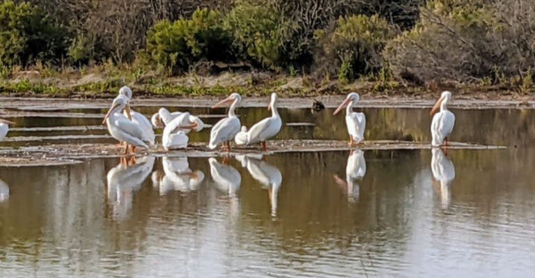 More Than 300 Bird Species Call This Arizona Desert Oasis Home