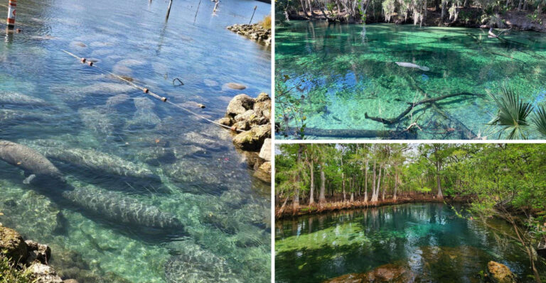 These 8 Charming Florida Springs Are So Clear You Can Watch Manatees Glide By