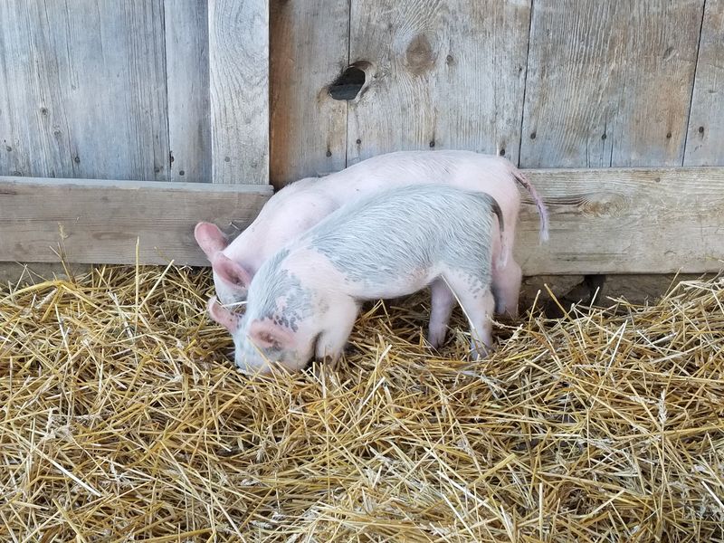 A Barnyard Full Of Animals A Barnyard Full Of Animals