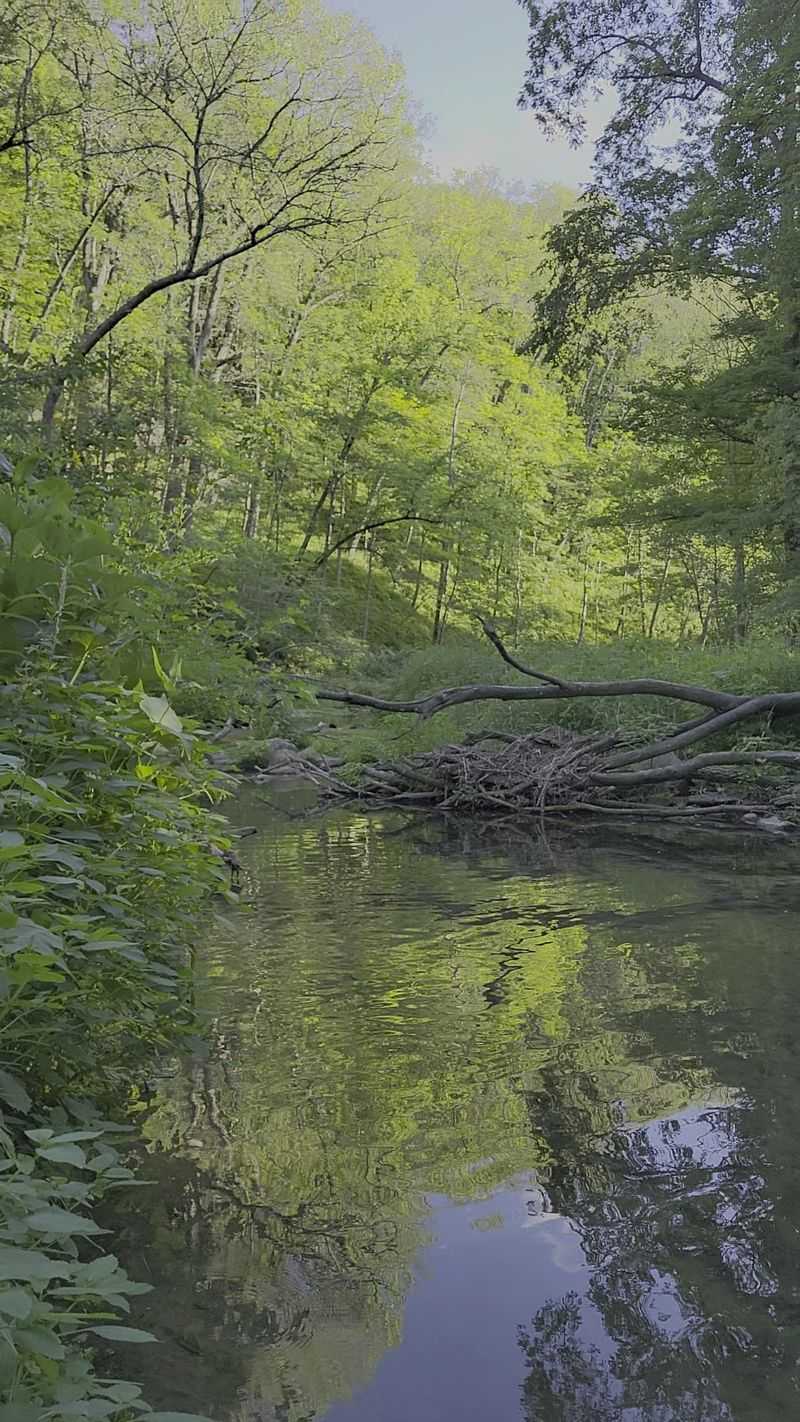 A Clear Stream Full of Trout