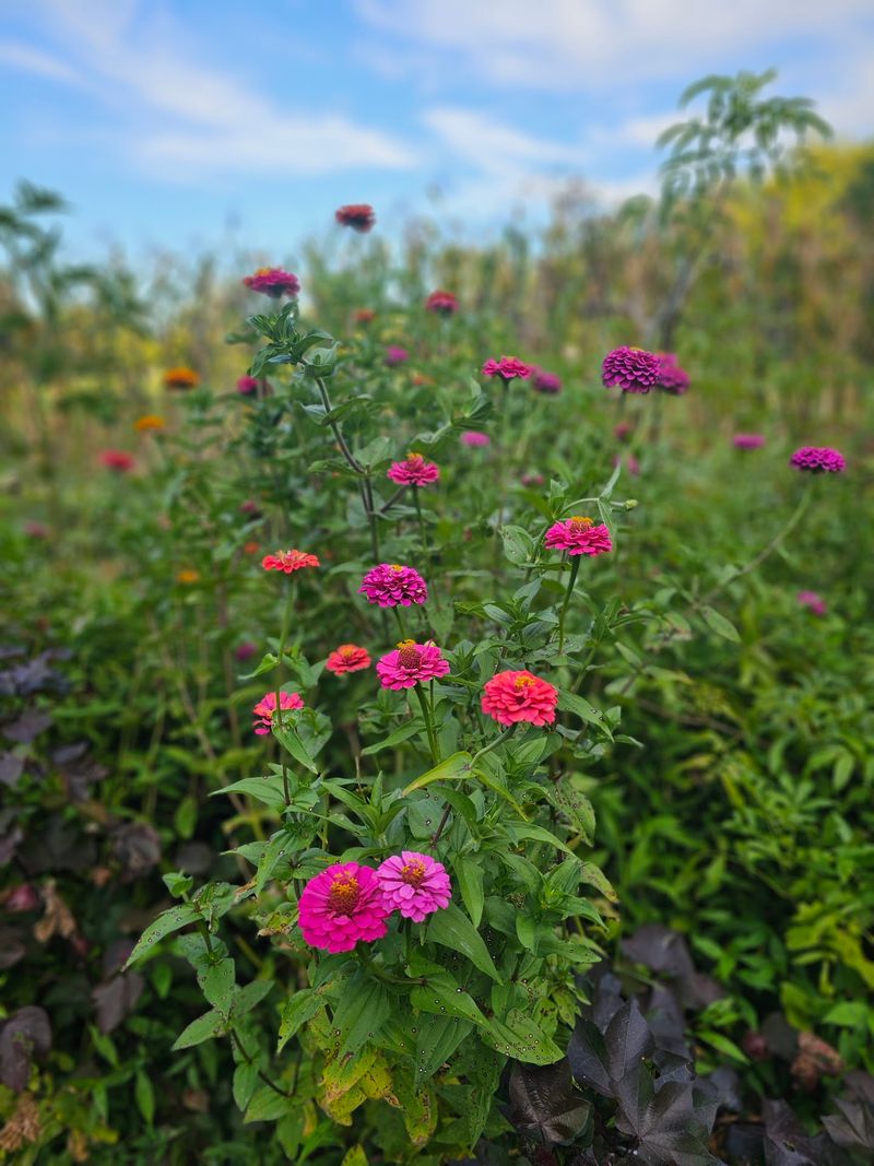 A Community Garden Worth Wandering