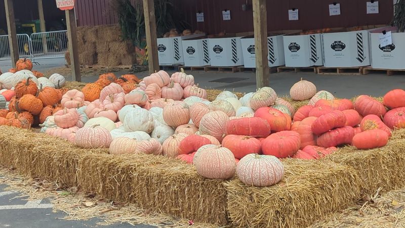 A Corn Maze With a Peanuts Personality