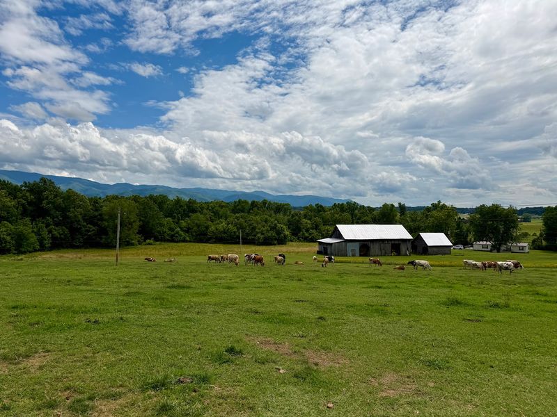 A Dairy Farm on Wilhoit Road