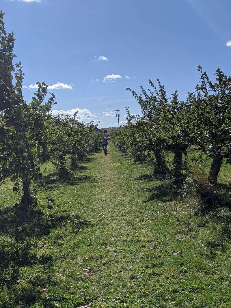 A Disc Golf Course In The Orchard