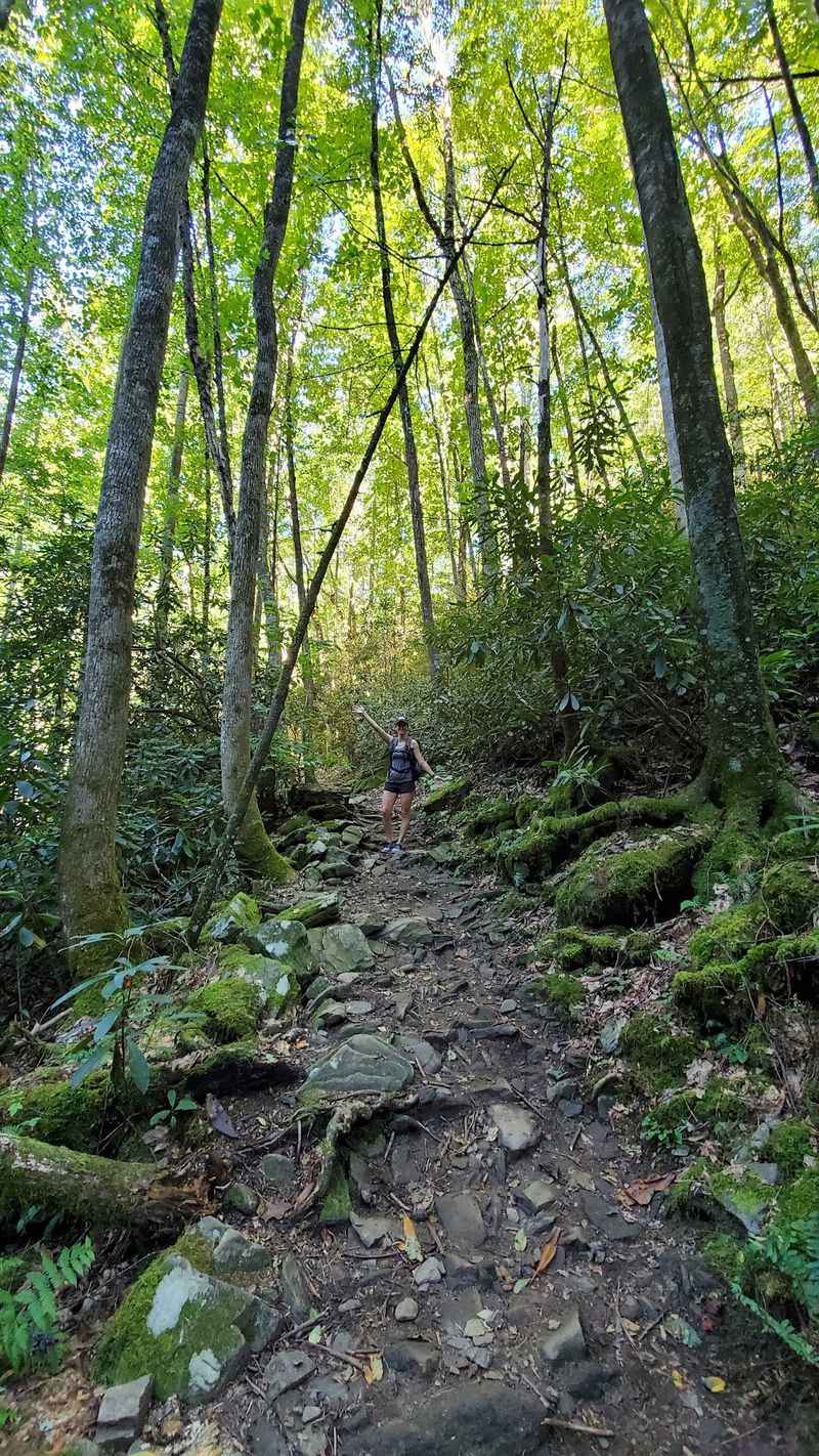 A Downhill Walk Through Roots and Ferns