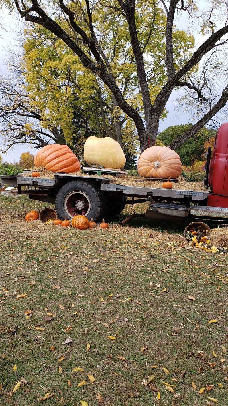 A Fall Wonderland Of Pumpkins And Gourds A Fall Wonderland Of Pumpkins And Gourds