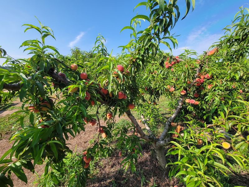 A Family Farm With Deep Roots