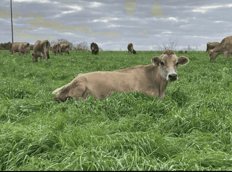 A Family Keeping Farm-Fresh Dairy Alive