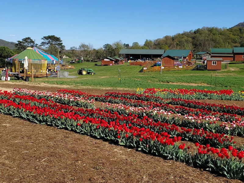 A Farm Tucked Into the Blue Ridge Foothills A Farm Tucked Into the Blue Ridge Foothills