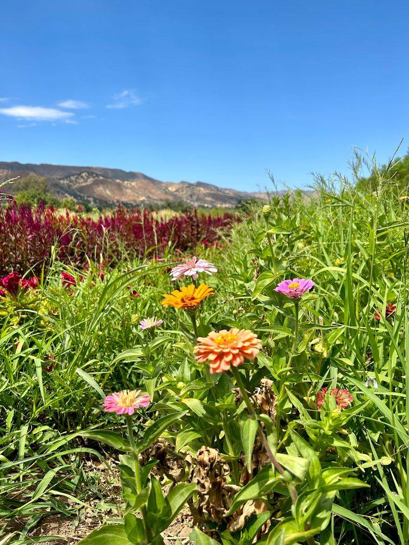 A Flower Farm Worth The Drive A Flower Farm Worth The Drive