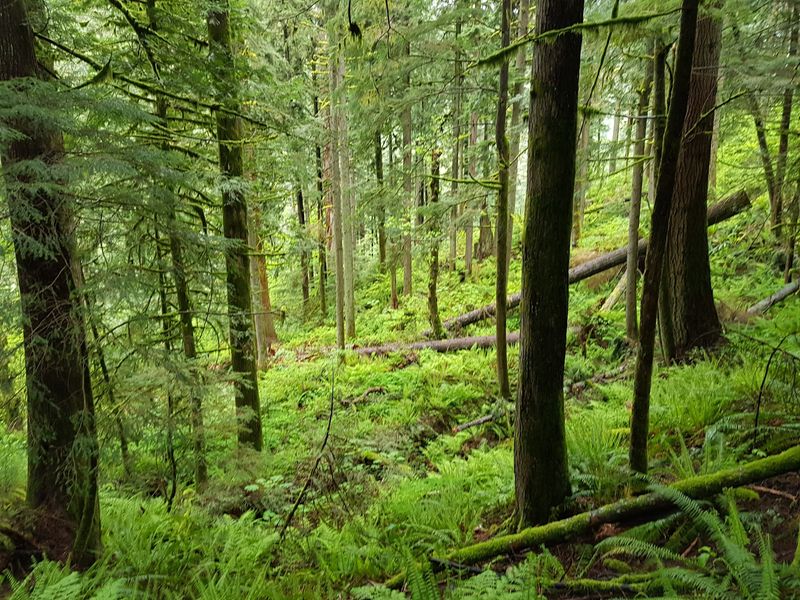 A Forest Older Than the Trail