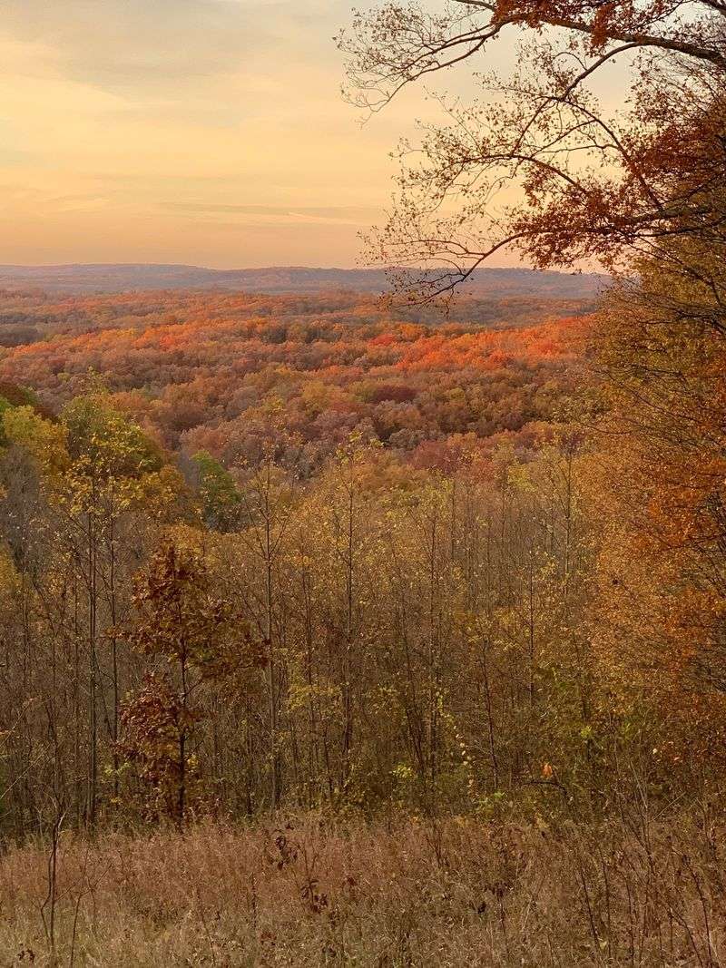 A Forest That Stretches for 24,000 Acres A Forest That Stretches for 24,000 Acres