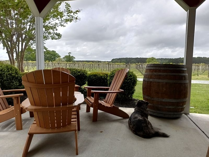 A Four-Legged Greeter On The Lawn