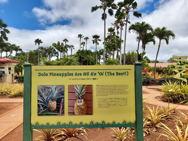 A Garden Full Of Growing Pineapples A Garden Full Of Growing Pineapples