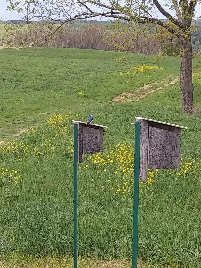 A Haven For Birds And Wildlife A Haven For Birds And Wildlife