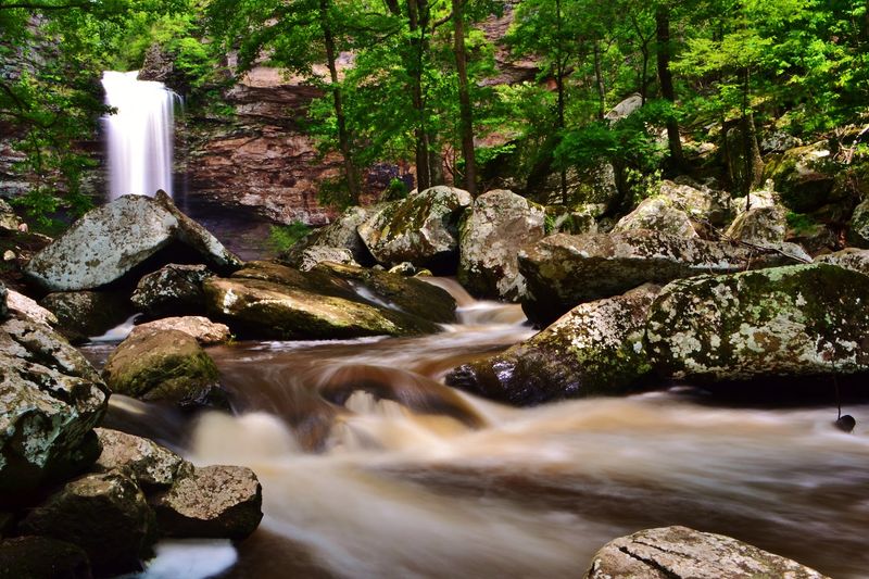 A Haven For Dogs And Wildlife