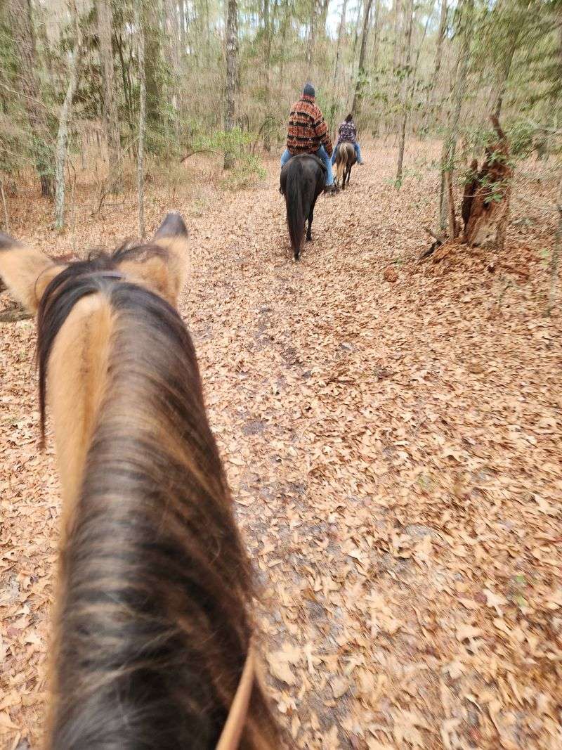A Haven For Horses And Riders