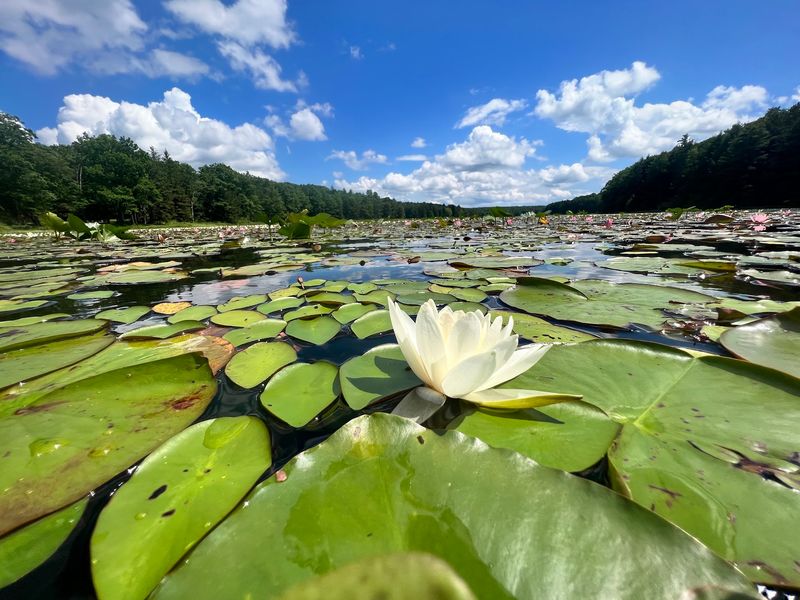 A Lake Blanketed In Lily Pads