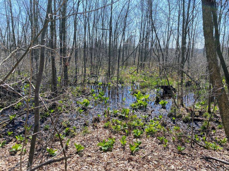 A Landscape Stitched From Many Habitats