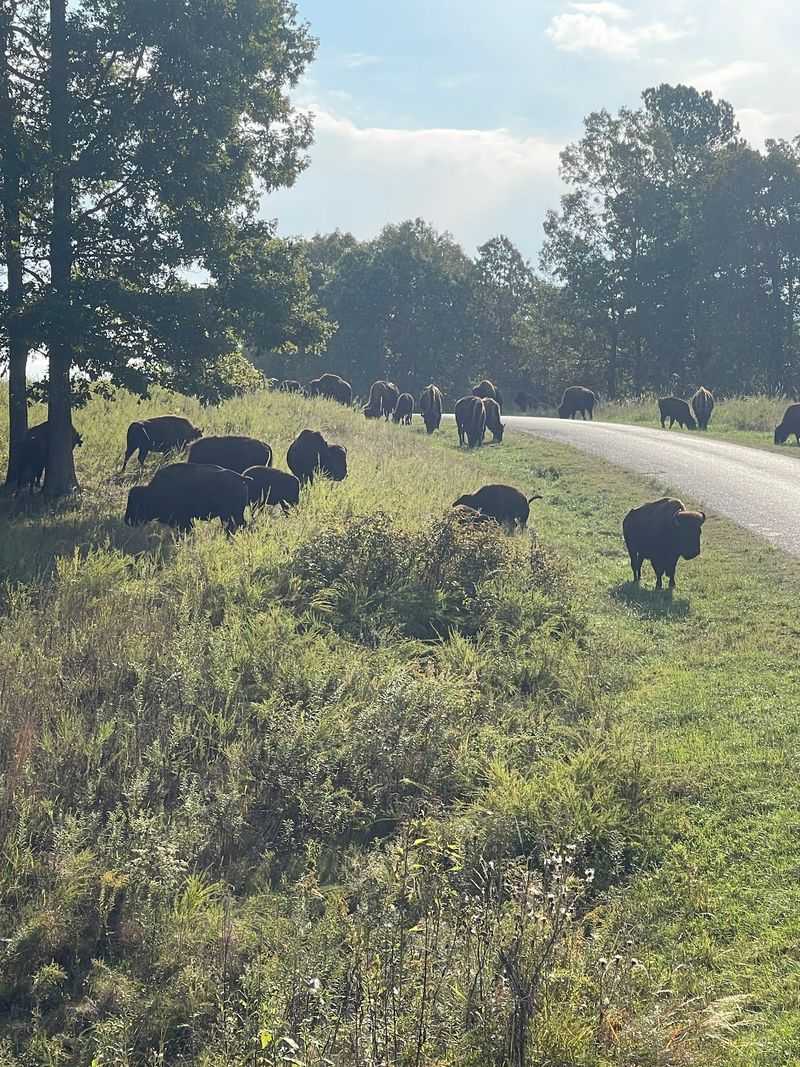 A Loop Road Where Wildlife Rules A Loop Road Where Wildlife Rules