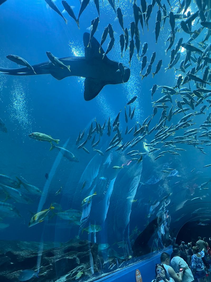 A Marine World in the Heart of Downtown Atlanta