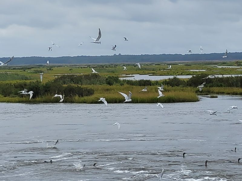 A Paradise for Bird Watchers
