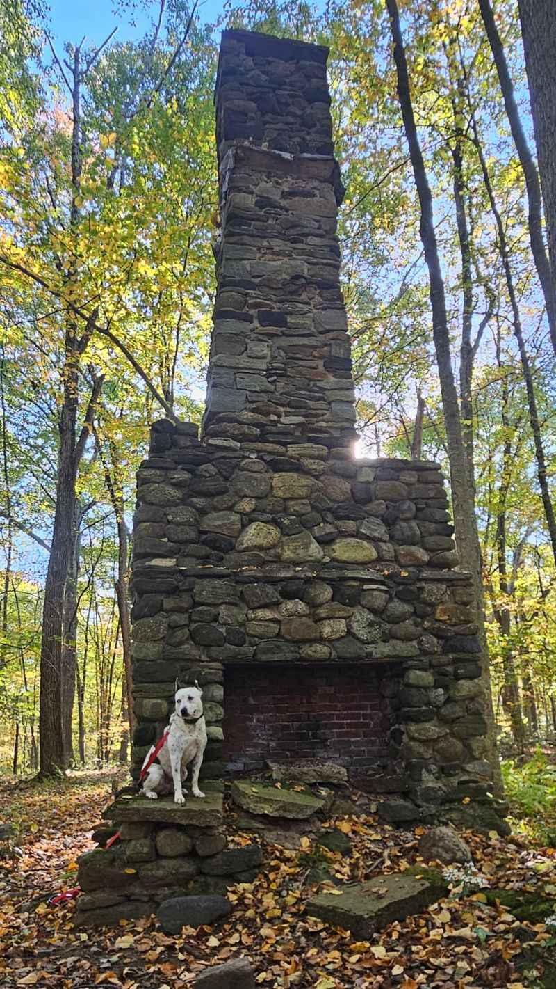 A Peaceful Escape For Families And Dogs