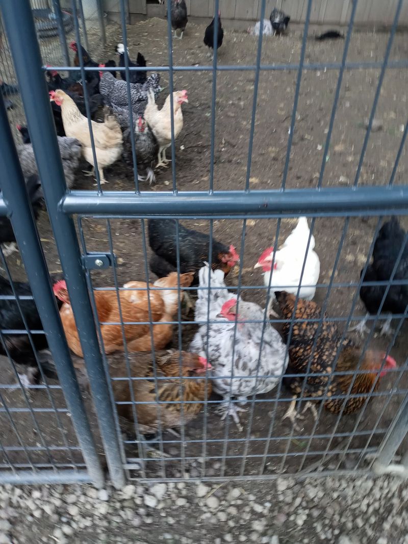 A Playground And Barnyard For The Kids