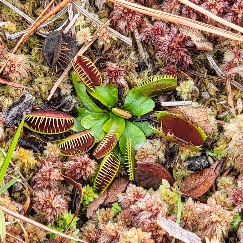 A Rare Home For Venus Flytraps A Rare Home For Venus Flytraps
