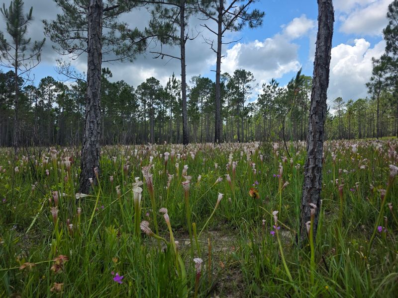 A Rare Long Leaf Pine Forest Saved From the Past