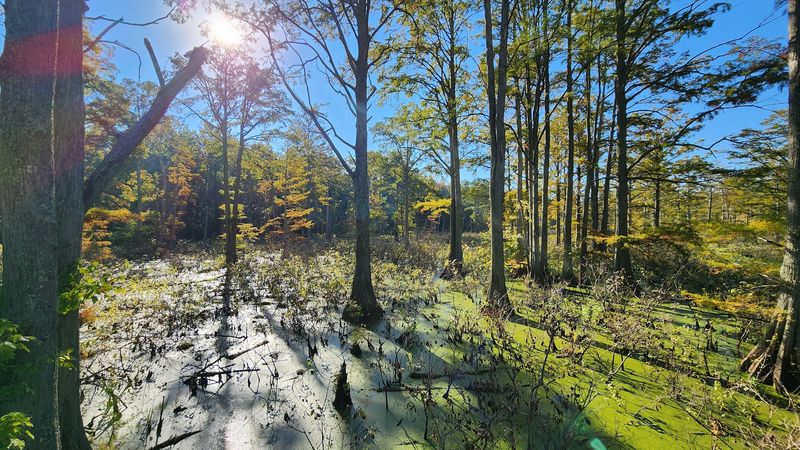 A Swamp That Ended Up This Far North