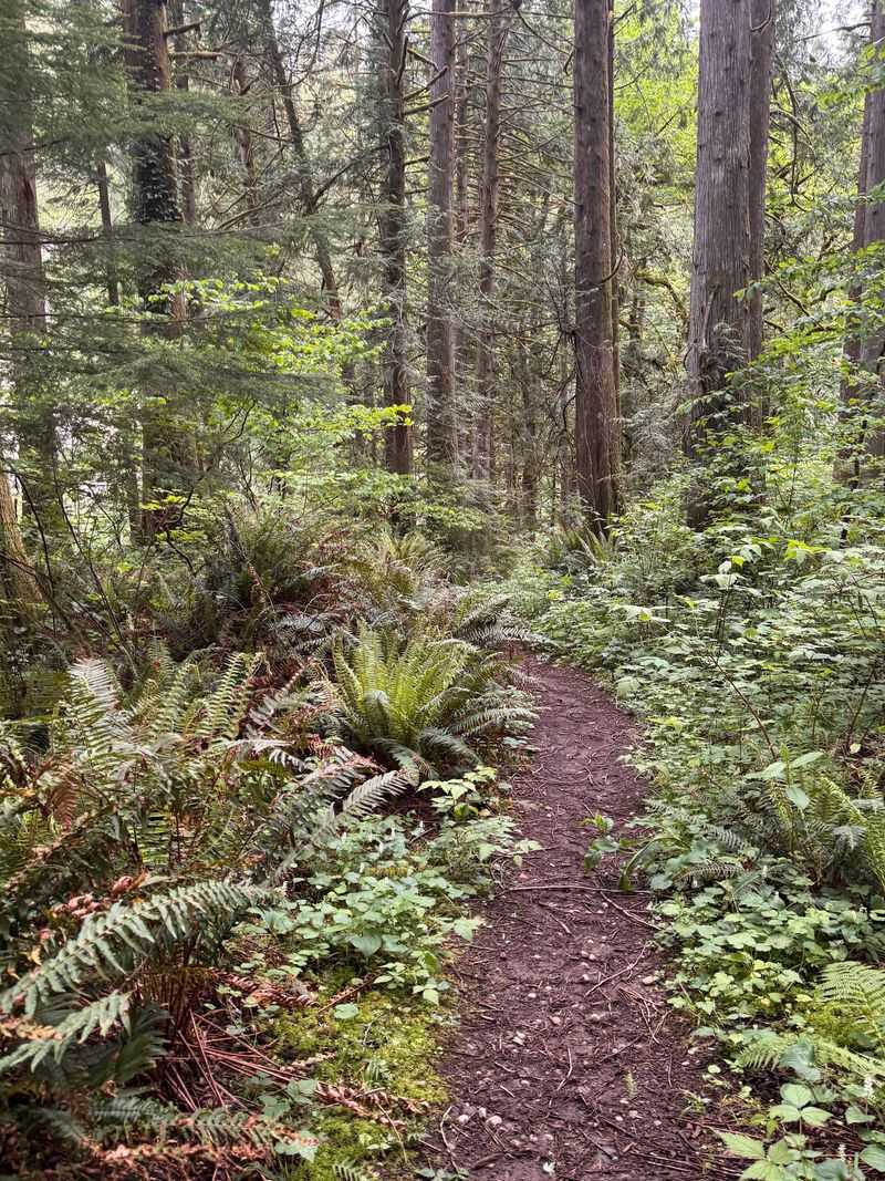 A Trail That Splits Into Many Forks
