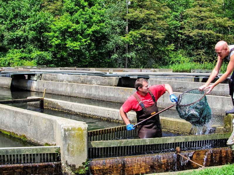A Trout Story Rooted In Mountain Water