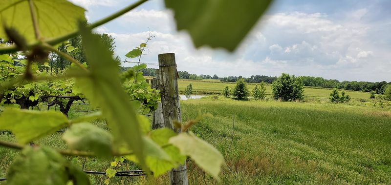 A Vineyard Perch In Altus Wine Country